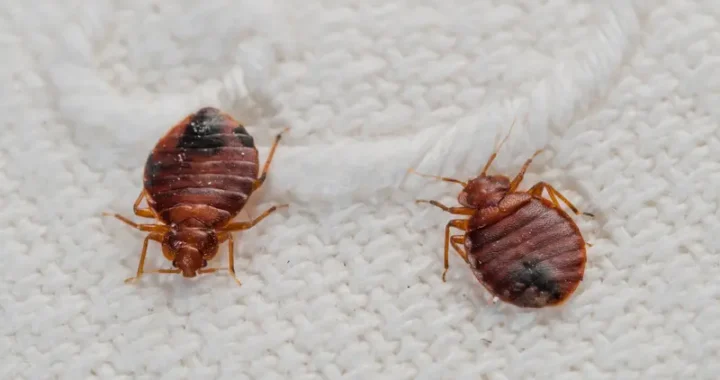 How to Deal with Bed Bugs: Identification and Treatment Options